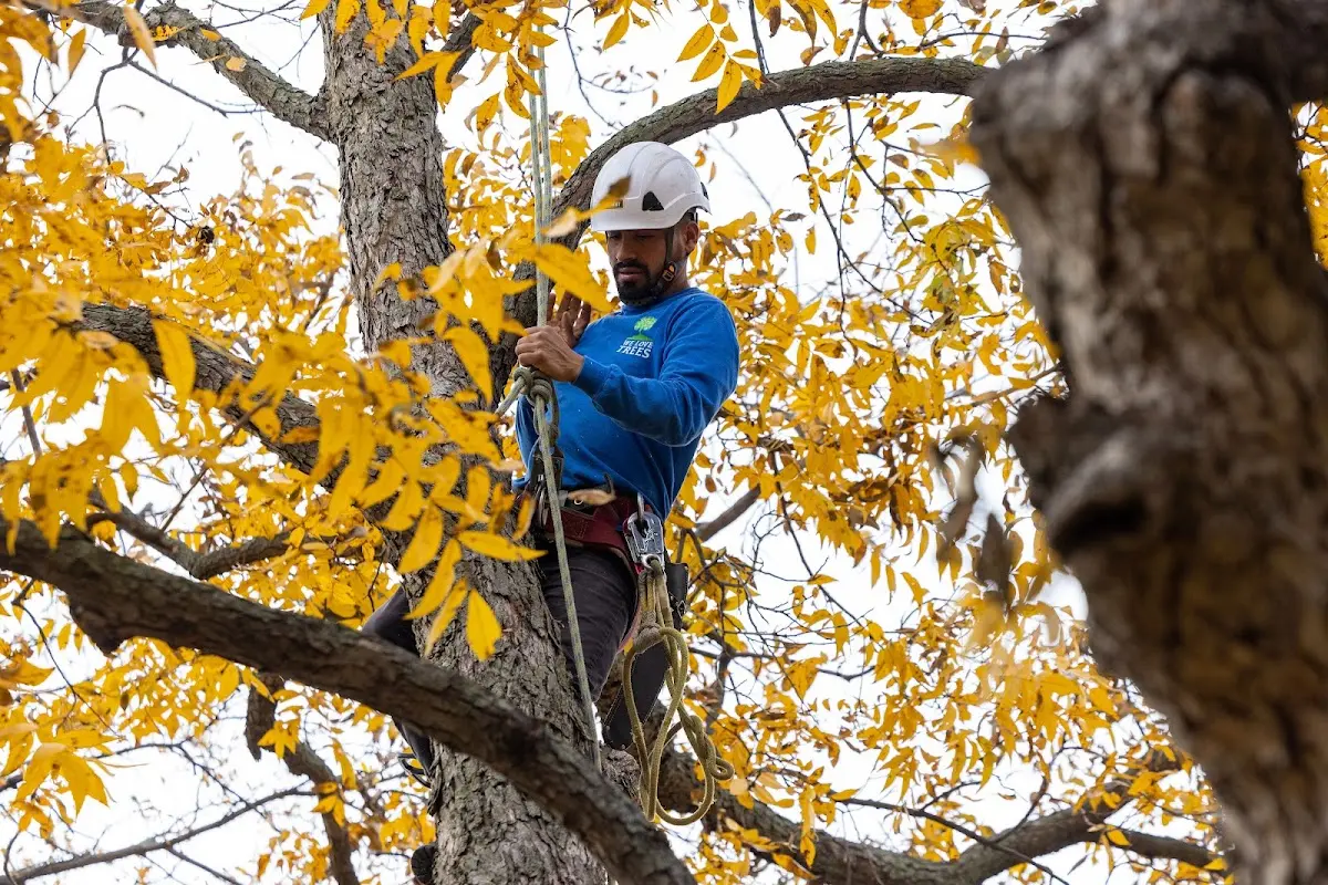 Skilled Tree Pruning crew working in Falls Mills